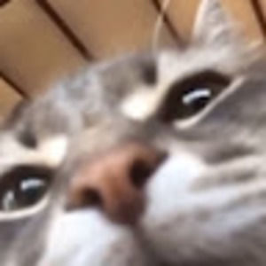 Meet your Posher, Bux